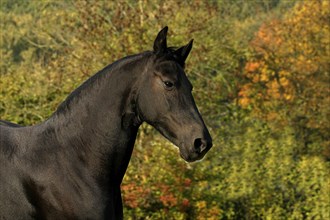 Friesian, Friesian horse