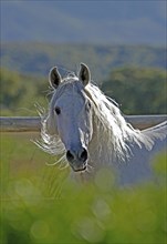 Andalusian, Andalusian horse, Antequera, Andalusia, Spain, Europe