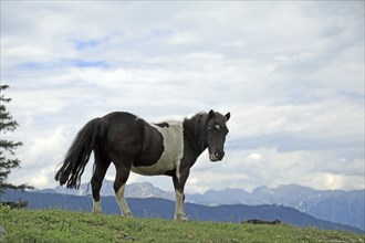 Pony, mountains