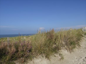 Sandy dunes with grass and a view of the sea under a cloudless sky, dunes and beach by the sea with