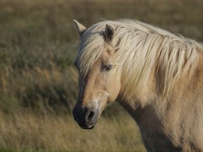 Beige horse with flowing mane, frontal view, standing in a meadow in summer, horses on salt marsh