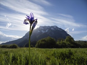 Siberian iris (Iris sibirica), behind the Grimming, near Irdning, Ennstal, Styria, Austria, Europe