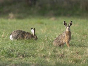 European hares (Lepus europaeus), two hares sitting in a meadow, wildlife, Thuringia, Germany,