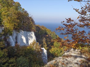 The picture shows an autumnal cliff with colourful foliage over the blue sea under a clear sky,
