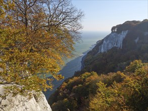 An autumn landscape with trees and cliffs bordering the sea, autumn foliage and white rocks on the