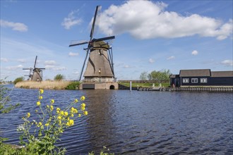 Windmills in clear weather with blooming yellow flowers in the foreground and calm water, many