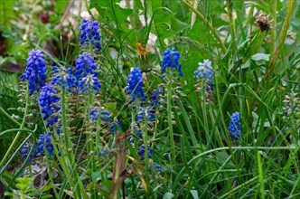 Grape hyacinths (Muscari Mill.) in a meadow