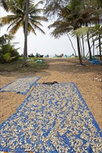 Fish lying to dry on the sand of Cherai Beach or beach, Kochi, Vypin Island, Kerala, India, Asia