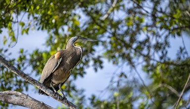 Bare-throated tiger heron (Tigrisoma mexicanum) sitting on a branch, Tortuguero National Park,