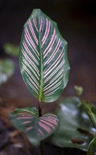 Colombian marante (Calathea ornata), leaf with pink stripes, Tortuguero National Park, Costa Rica,