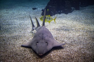 Common guitarfish Rhinobatos rhinobatos fish on the bottom of sea sand in sea