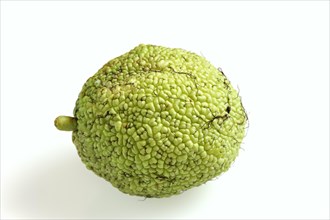 Hedge apple (Maclura pomifera), fruit on white background