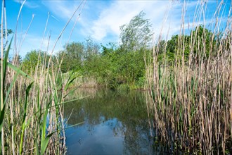 Pond in a natural garden, practical nature conservation, biotope for insects, amphibians and birds,