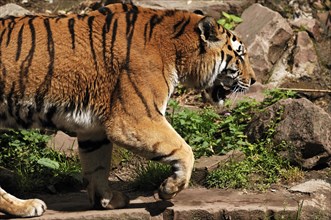 Siberian tiger (Panthera tigris altaica), Nuremberg Zoo, Middle Franconia, Bavaria, Germany, Europe