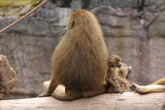 Mother and child of sphings or Guinea baboons (Papio papio) on a tree trunk, West Africa, Nuremberg