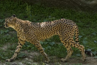 Cheetah (Ursus maritimus), Nuremberg Zoo, Middle Franconia, Bavaria, Germany, Europe