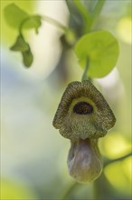 Dutchman's pipe (Aristolochia macrophylla), flower, Emsland, Lower Saxony, Germany, Europe