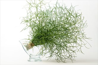 Bunch of fennel tied with hemp string in a glass bottle insulated on a white background and copy