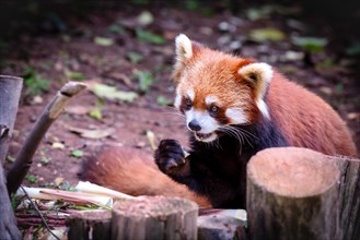 The red panda (Ailurus fulgens), Chengdu, Sichuan, China, Asia