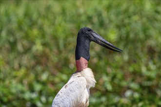 Jabiru (Jabiru mycteria) Pantanal Brazil