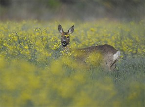 European roe deer (Capreolus capreolus), doe standing at a rapeseed field, rapeseed (Brassica