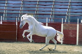 Andalusian, Andalusian horse, Antequera, Andalusia, Spain, Europe