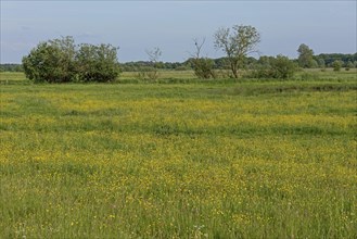 Stork pond, flower meadow, Boizenburg, Mecklenburg-Western Pomerania, Germany, Europe