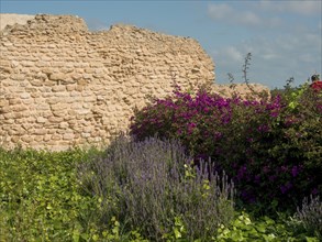 Purple flowers and green plants in front of an old, crumbling stone wall, Purple flowers and green