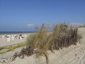 Beach with dunes and high grass, sea and blue sky in the background, dunes and beach at the sea