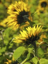 Close-up of a blooming sunflower in front of a blurred background, blooming yellow sunflowers in a