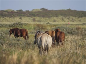 A group of horses grazing peacefully on a spacious meadow, horses on salt marsh by the sea under