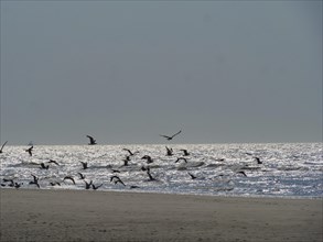 A group of birds flies over the sea at a calm beach with sparkling water and clear sky, glittering