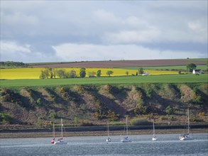 Sailboats in the water against a rural landscape of hills and fields under a cloudy sky, blooming