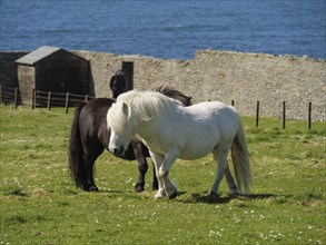 A white and a black pony stand in a pasture in front of a stone wall with the ocean stretching out