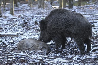 Wild boar (Sus scrofa) Boar in the snow, feeding on dead european roe deer (Capreolus capreolus)