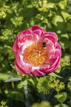 Large earth bumblebee (Bombus terrestris) in peony flower, Emsland, Lower Saxony, Germany, Europe