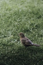 Curious Bird in nature in a meadow. Taken in Auckland, New Zealand, Oceania