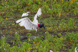 Jabiru (Jabiru mycteria) Pantanal Brazil