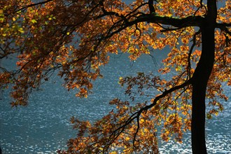 Tree with autumn leaves by the water