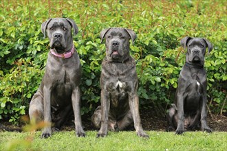 Cane Corso, group picture