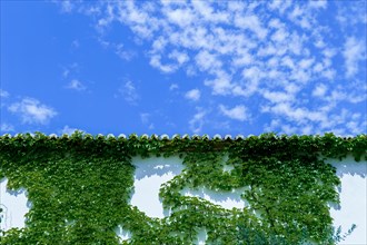 White ivy-covered building facade with a cloudy blue sky in the background