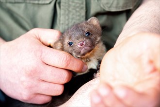 Beech marten (Martes foina), practical animal welfare, young animal on hand in a wildlife rescue