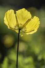 Welsh poppy (Meconopsis cambrica), Emsland, Lower Saxony, Germany, Europe