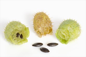Prickly cucumber or hedgehog cucumber (Echinocystis lobata), fruits and seeds on a white background