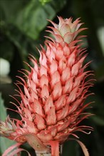 Pineapple plant or ananas (Ananas comosus)