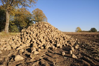 Harvested sugar beet (Beta vulgaris ssp. vulgaris var. altissima), sugar beet harvest,