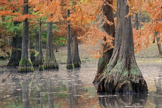 Bald cypress (Taxodium distichum) in autumn, North Rhine-Westphalia, Germany, Europe