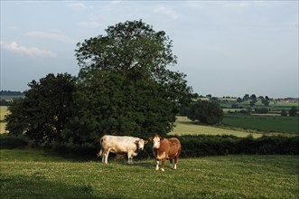 Two cows in the pasture, Netherseal, South Derbyshire, England, Great Britain