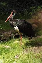 Northern Bald Ibis (Geronticus eremita) in the Nuremberg Zoo, Nuremberg, Middle Franconia, Bavaria,