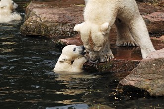 Polar bear mother with two young polar bears (Ursus maritimus), Nuremberg Zoo, Am Tiergarten 30,